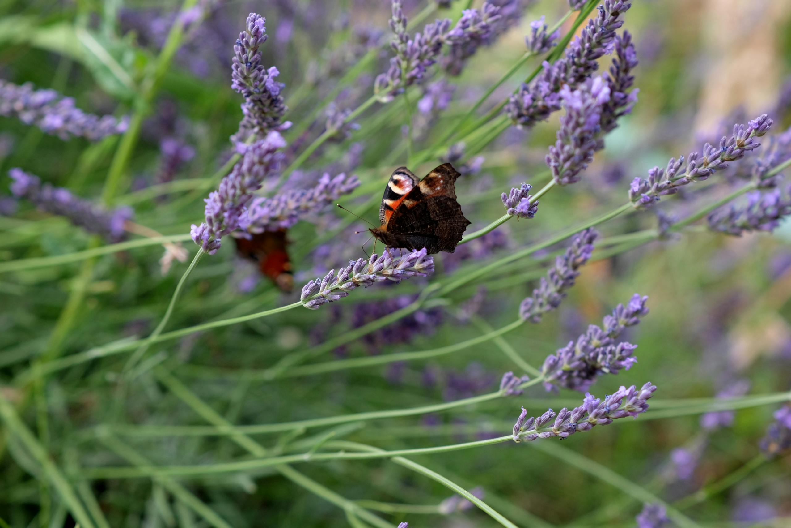 Een zwarte met oranje vlinder zit op een paarse lavendelbloem.
