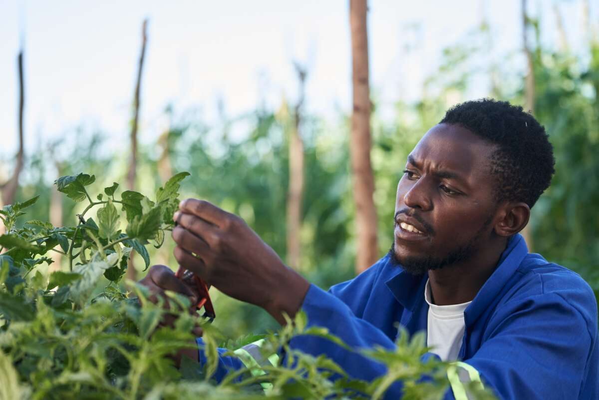 Een man in een blauwe overall pak een plantje en kijkt ernaar.